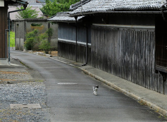 写真拡大
