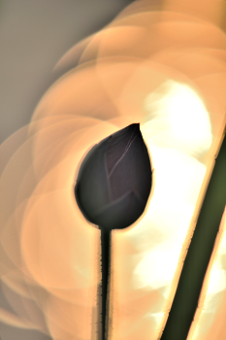 写真拡大