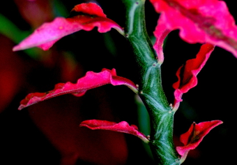 写真拡大