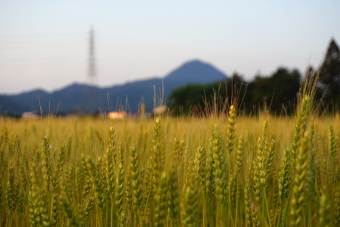 写真拡大