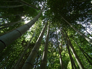 写真拡大