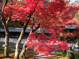 写真拡大