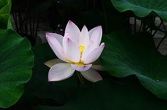 写真拡大