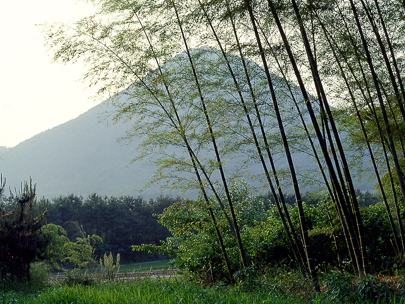 写真拡大