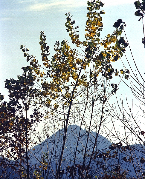 写真拡大