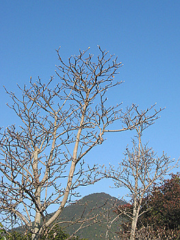 クリックすると写真が変わります