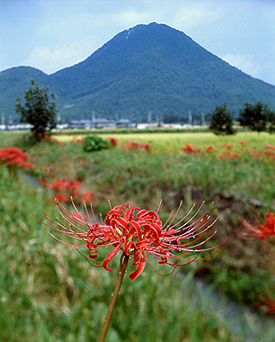 写真拡大