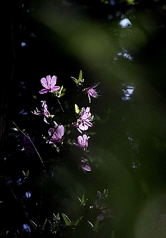 写真拡大