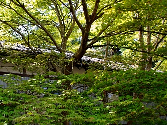 写真拡大