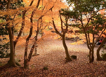 写真拡大