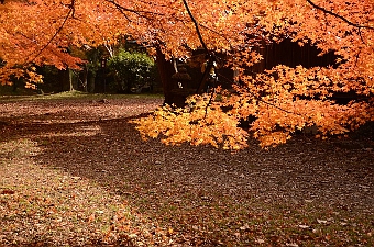 写真拡大