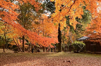 写真拡大